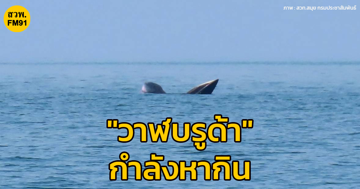พบ 2 "วาฬบรูด้า" กำลังหากิน ในบริเวณอุทยานแห่งชาติหมู่เกาะอ่างทอง