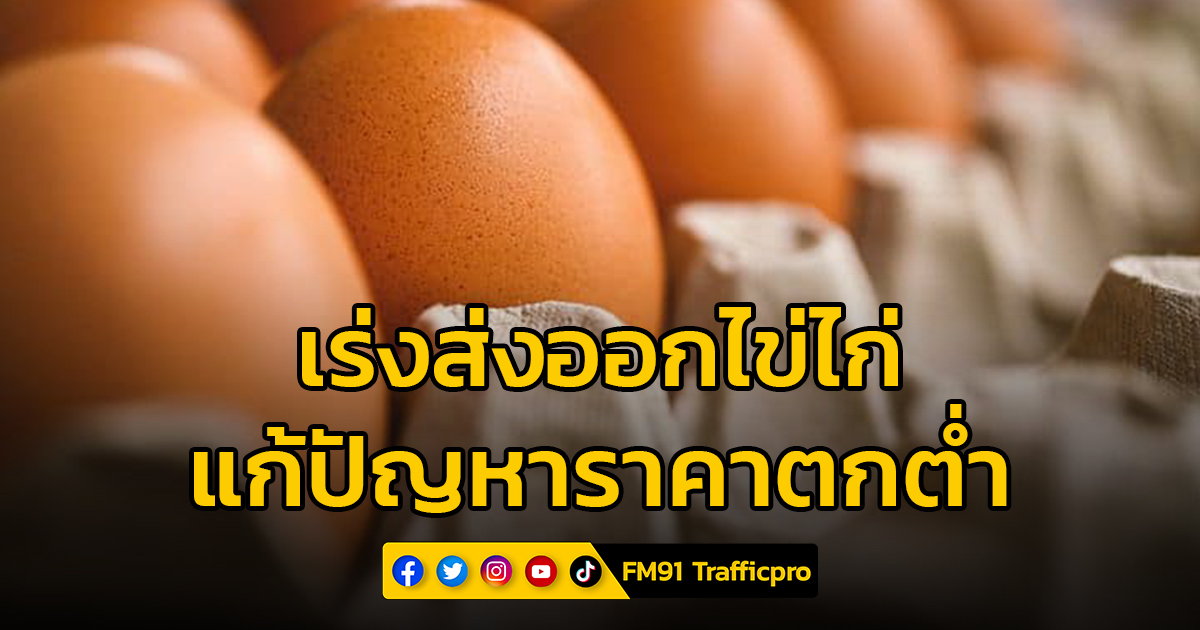 ผู้ผลิต-ผู้ค้า เร่งส่งออกไข่ไก่ จาก 1 ล้านฟองเป็น 2 ล้านฟองต่อวัน แก้ปัญหาราคาตกต่ำ