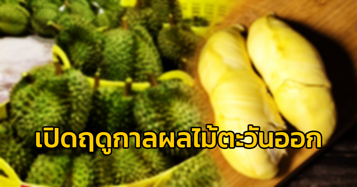 เปิดฤดูกาลผลไม้ตะวันออก เที่ยวเชิงเกษตร ชูอัตลักษณ์ทุเรียนไทยหนึ่งเดียวในโลก