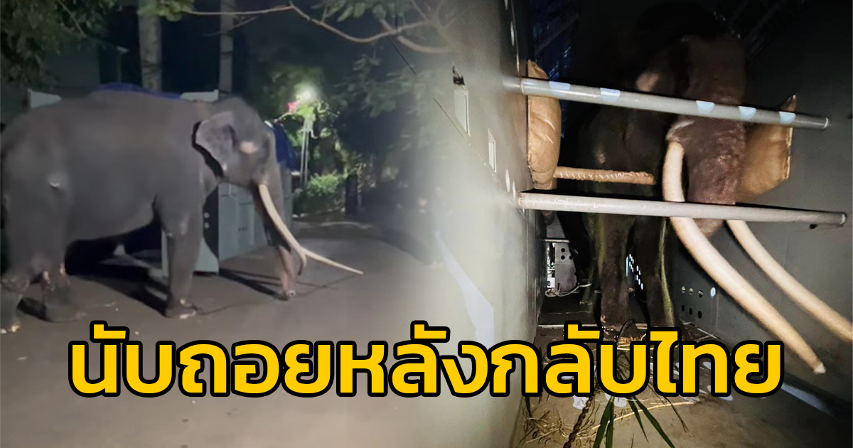 ควาญช้างฝึก "พลายศักดิ์สุรินทร์" ต่อเนื่อง เช้า-เย็น ให้คุ้นชินกับกรง "นับถอยหลัง" เดินทางกลับประเทศไทย 2 ก.ค.66 นี้