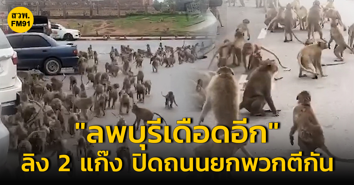 ลพบุรีเดือดอีกแล้ว! ลิง 2 แก๊ง ปิดถนนยกพวกตีกัน บริเวณถนนรอบปรางค์สามยอด