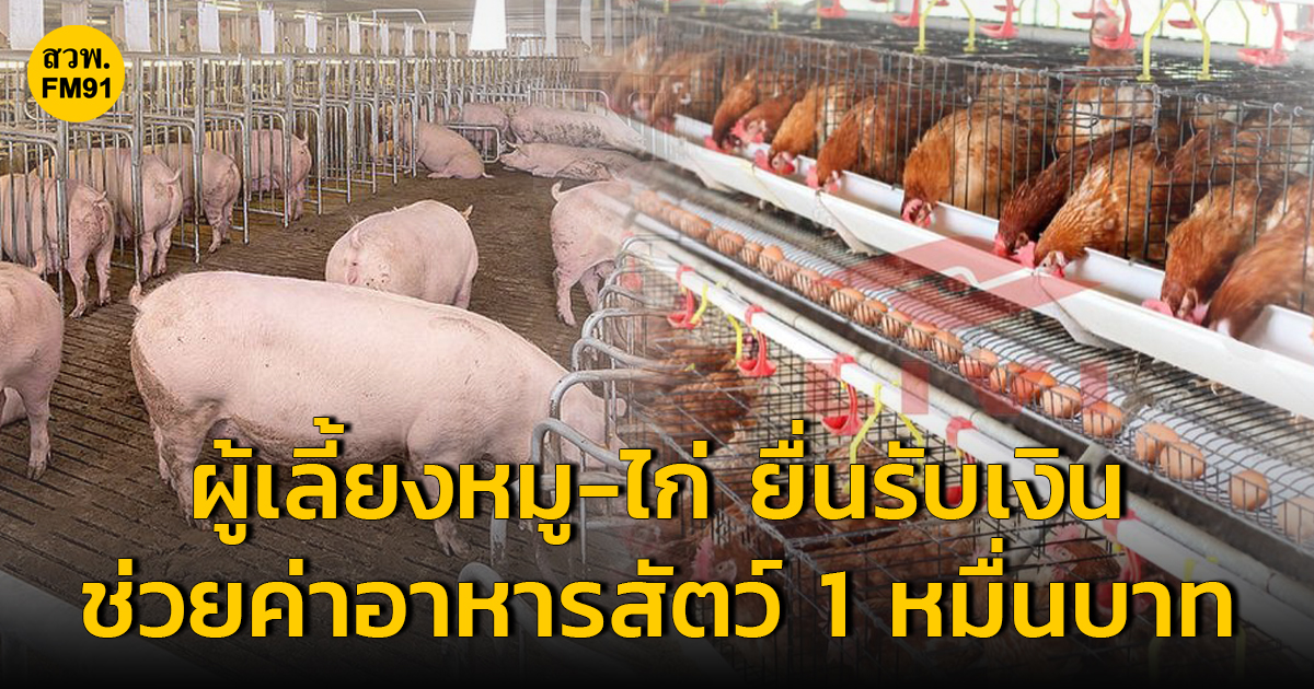 เกษตรกรผู้เลี้ยง สุกร ไก่ไข่ ไก่เนื้อ ยื่นขอรับการสนับสนุนค่าอาหารสัตว์ ได้สูงสุด 10,000 บาท ได้ถึง 31 ส.ค.นี้