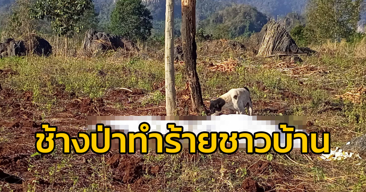 ช้างป่าลงไร่มันสำปะหลัง ทำร้ายชาวบ้านเสียชีวิต จ.กาญจนบุรี