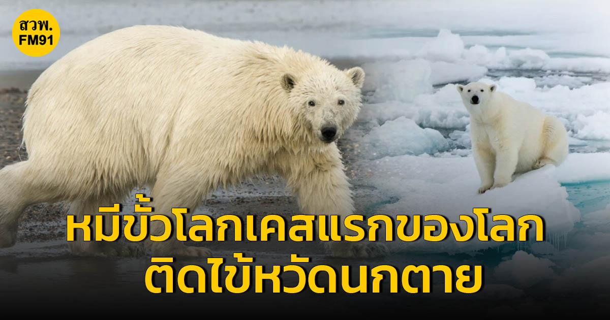 นักวิทยาศาสตร์ยืนยัน หมีขั้วโลกตายจากไข้หวัดนก H5N1 เป็นตัวแรกของโลก