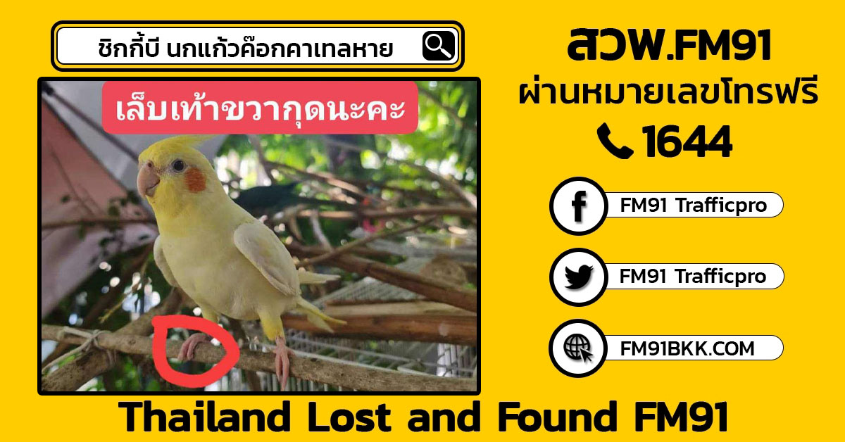 ตามหา "ชิกกี้บี" นกแก้วค๊อกคาเทล บินหลุดหายไปจากบ้านย่านศาลายา