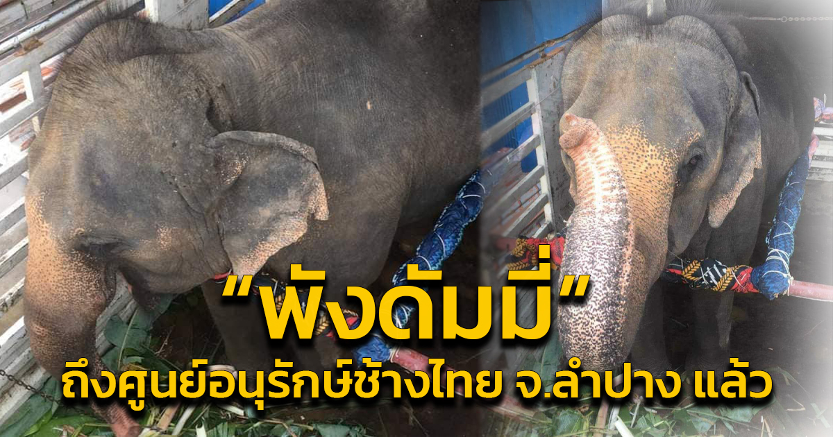 ต้อนรับ "พังดัมมี่" สู่บ้านหลังใหม่ศูนย์อนุรักษ์ช้างไทย จ.ลำปาง หลังเดินทางไกลกว่า 38 ชม.