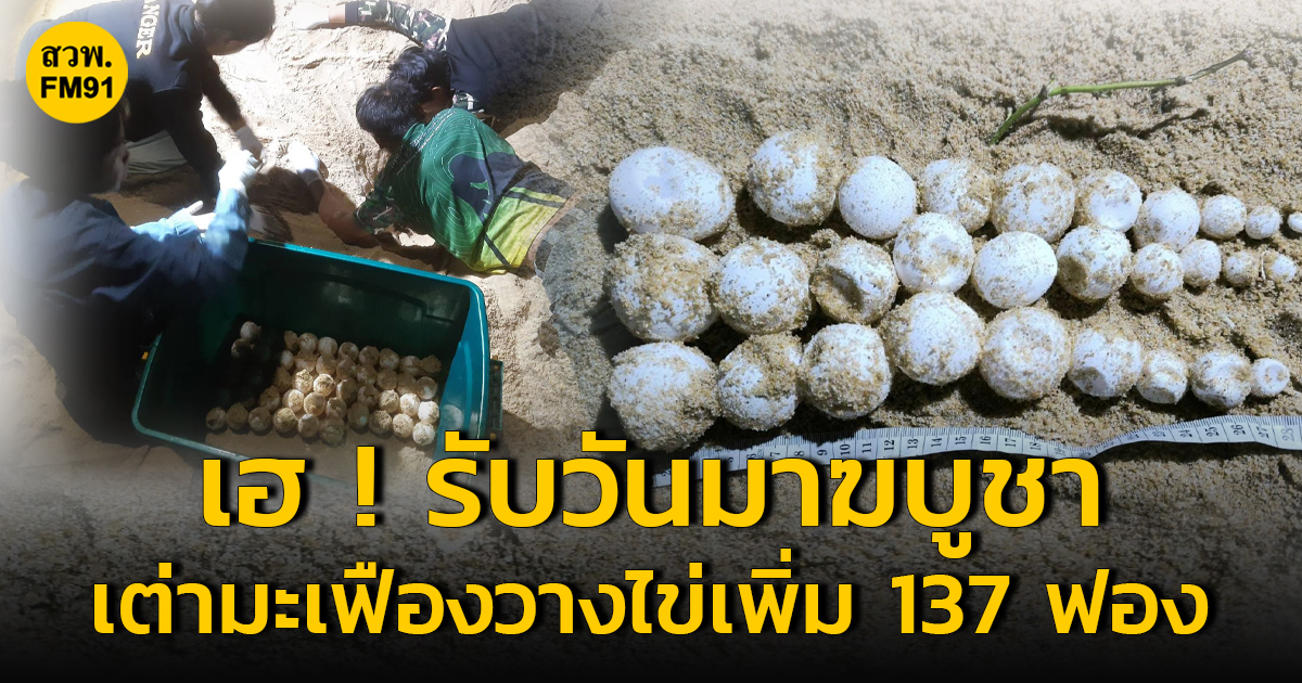 เฮ ! รับมาฆบูชา พบเต่ามะเฟืองวางไข่เพิ่ม 137 ฟอง บริเวณหาดไม้ขาว จ.ภูเก็ต