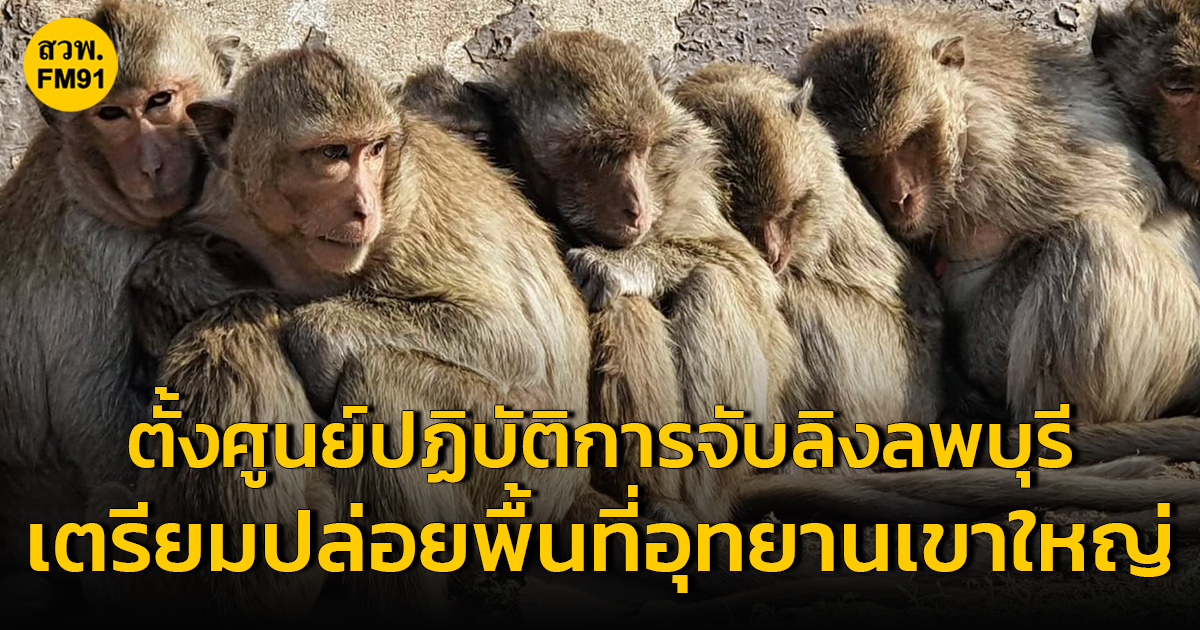 "พัชรวาท" สั่งกรมอุทยานฯ ตั้งศูนย์ปฏิบัติการจับลิงลพบุรี เตรียมย้ายไปปล่อยในพื้นที่อุทยานเขาใหญ่