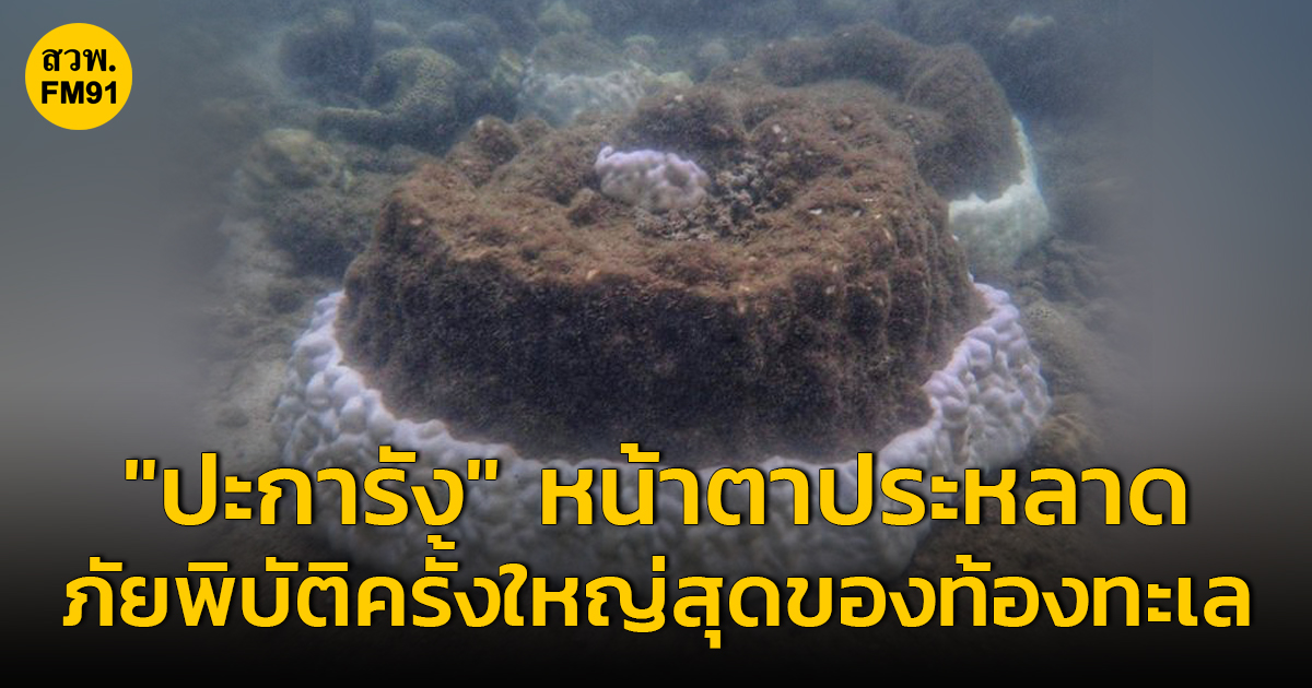 "ปะการัง" หน้าตาประหลาด ระบุ คือภัยพิบัติครั้งใหญ่สุดของท้องทะเล