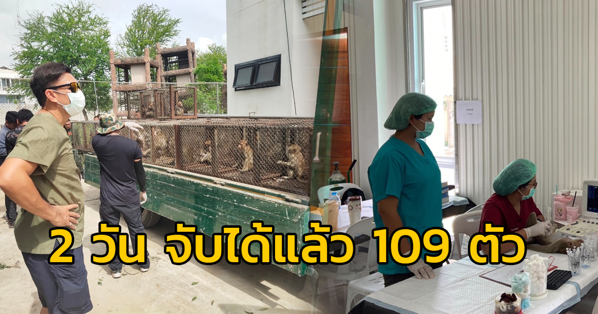 ปฏิบัติการปิดเมืองจับลิงตึกลพบุรี 2 วัน จับได้ 109 ตัว