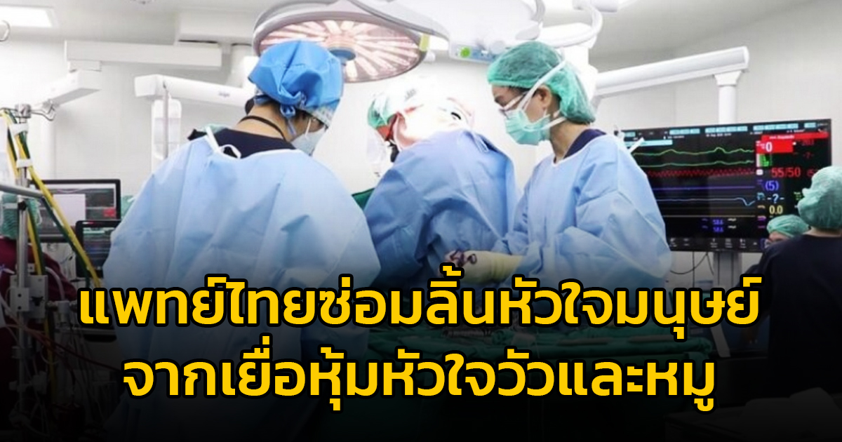 ปรบมือ! แพทย์ไทยซ่อมลิ้นหัวใจมนุษย์จากเยื่อหุ้มหัวใจวัวและหมู ชี้ ดีกว่าของเทียม เตรียมต่อยอดพัฒนา ลดการนำเข้า