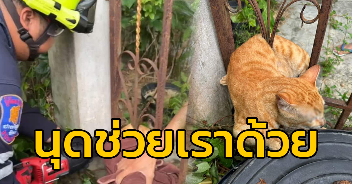 เจ้าแมวส้มจอมซน ตัวติดรั้วประตูเหล็กนานร่วม 2 ชม. พี่กู้ภัยตัดเหล็กช่วยชีวิตรอด