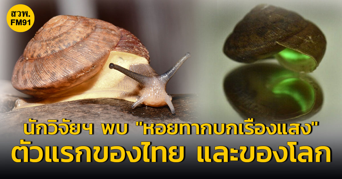 นักวิจัย จุฬาฯ พบ "หอยทากบกเรืองแสง" ตัวแรกของไทย และของโลกในรอบ 80 ปี