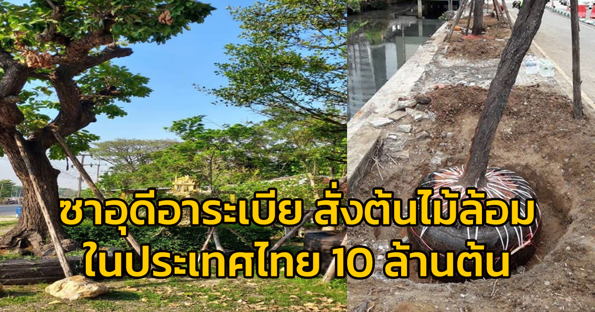 ซาอุดีอาระเบีย สั่งต้นไม้ล้อมในประเทศไทย 10 ล้านต้น