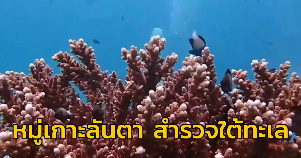 อช.หมู่เกาะลันตา สำรวจใต้ทะเล พบปะการังสมบูรณ์ ธรรมชาติสวยงาม สัตว์ทะเล ...