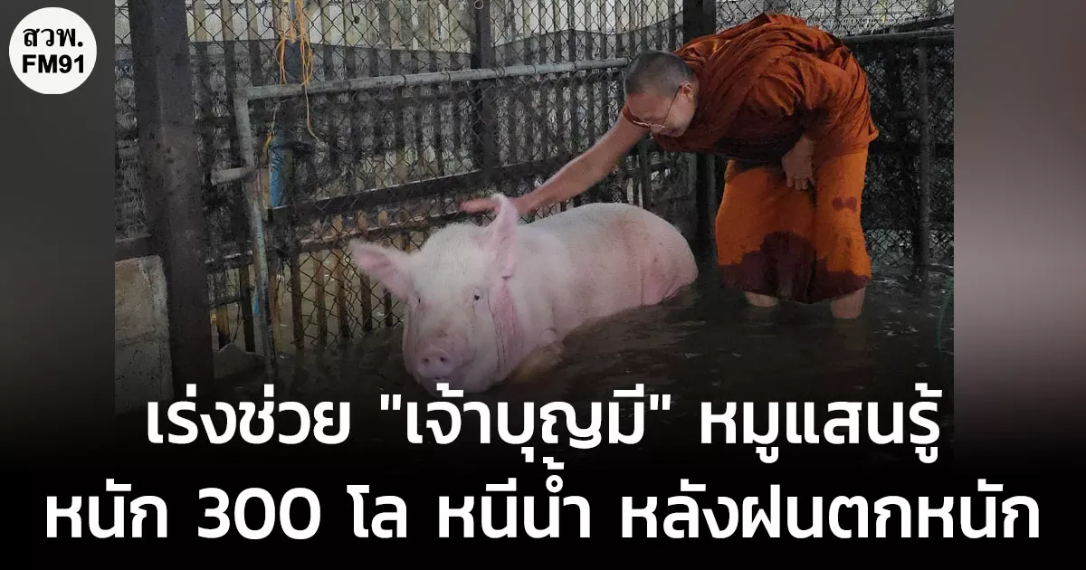 "พระครูอ๊อด" นำทีมฝ่าน้ำท่วมเร่งช่วย "เจ้าบุญมี" หมูแสนรู้หนัก 300 โล หนีน้ำหลังฝนตกหนัก