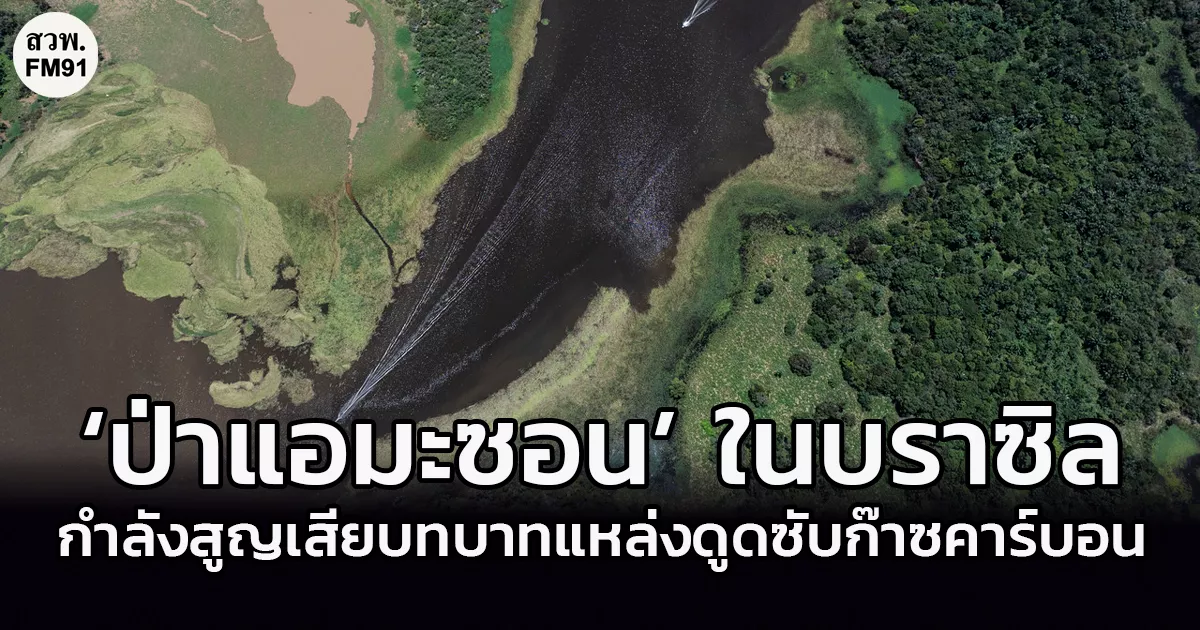 นักวิจัยพบ ‘ป่าแอมะซอน’ ของบราซิล ปล่อยคาร์บอนมากกว่าดูดซับ