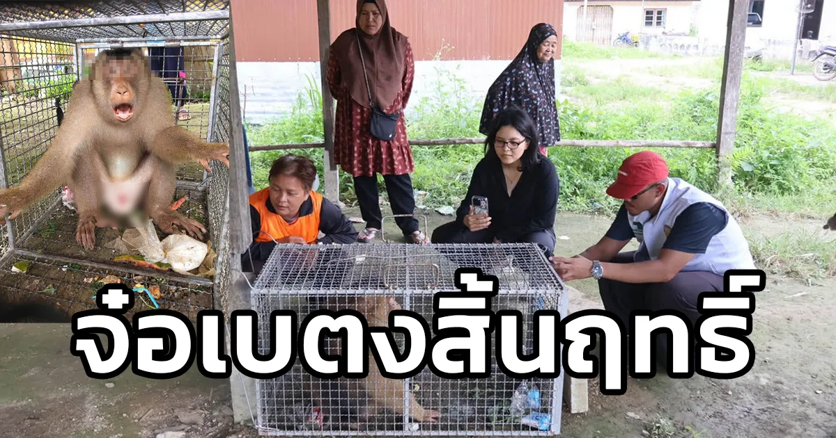 จ๋อเบตงสิ้นฤทธิ์ หลังสร้างความเดือดร้อนให้ชาวบ้านชุมชนกาแป๊ะ กม.5 เขตเทศบาลเมืองเบตง วางกรงดัก 3 วัน ล่อด้วยนมโรงเรียน คาดเป็นลิงเลี้ยง